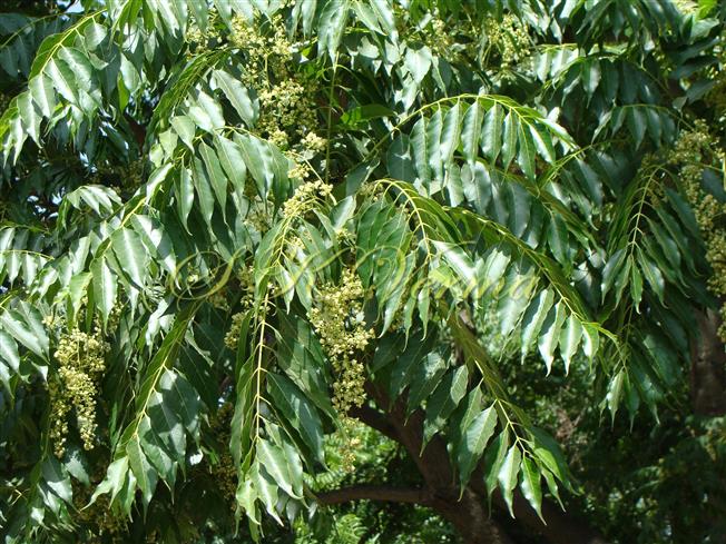  Leaves and Inflorescences